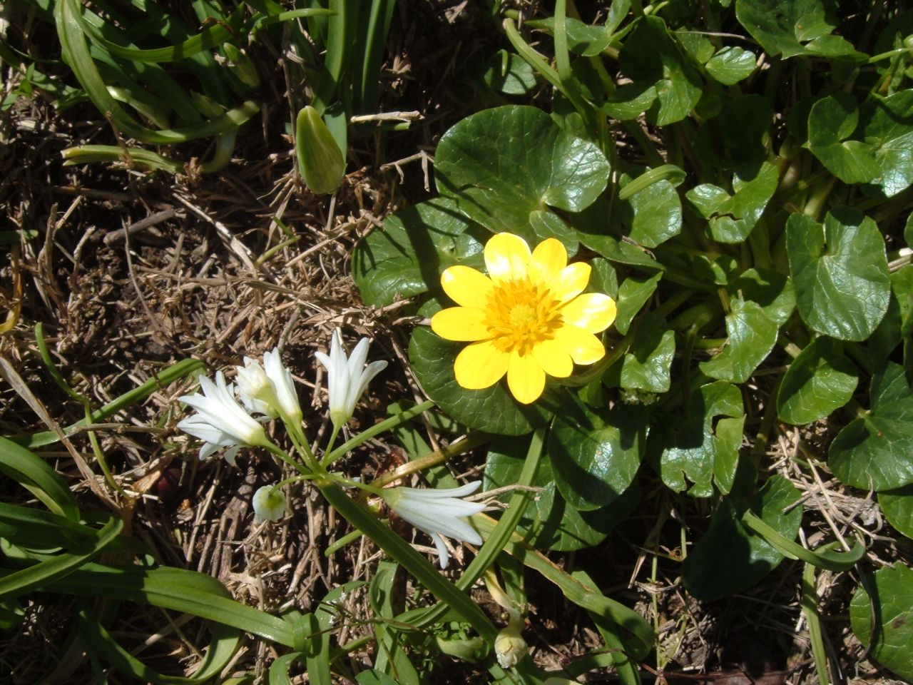 Matthiola cfr. tricuspidata, Ranunculus ficaria e Allium triquetrum